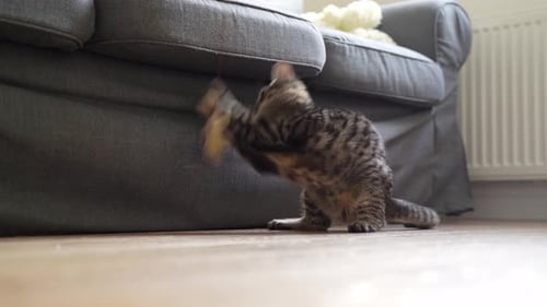 Striped Kitten Plays with Toy Mouse at Home