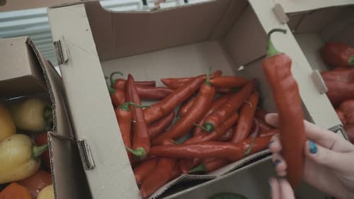 Wählt die Chilischoten auf dem Markt aus