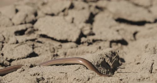 Anguis Fragilis est un reptile lézard sans pattes originaire d'Eurasie