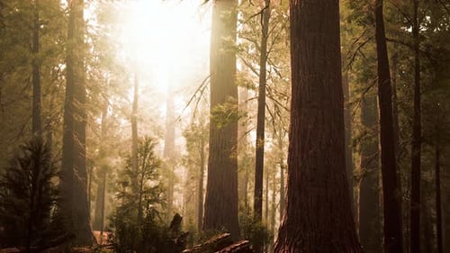 Giant Sequoias in Redwood Forest