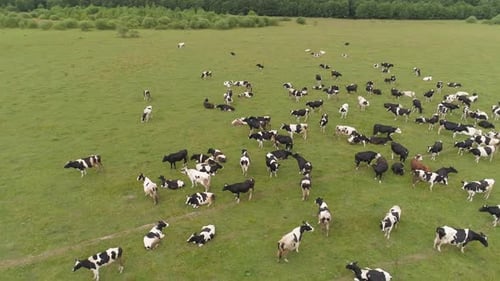 Cows Graze on Pasture