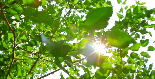 Sunlight Through Green Leaves on Tree Branches