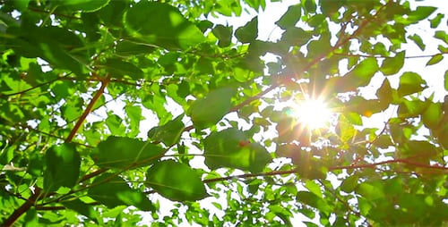 Sun Shining Through Vibrant Green Tree Leaves