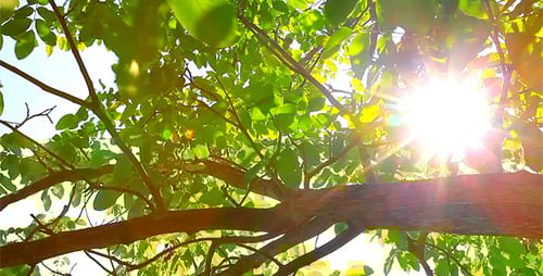 Sun Shines through Lush Tree Branches and Leaves