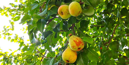 Pear Tree
