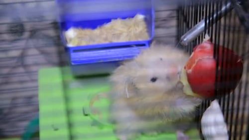 Hamster Enjoys Fruit Snack Inside Cage