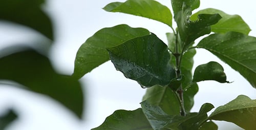 Green Leaves Shimmering with Fresh Raindrops