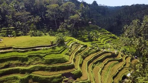 Rice Fields Hills