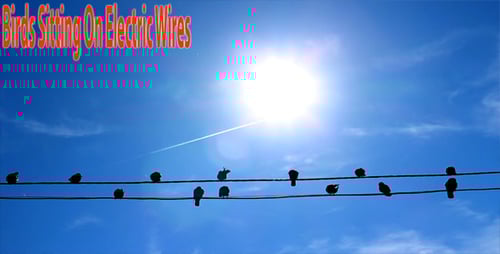 Birds on Wires Against Bright Blue Sky