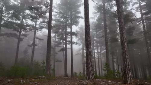 Texture of the Misty Forest Aerial View Background 4 K