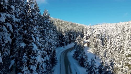 Snowy road through trees and forest