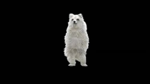 Cute White Animal Waving Transparent Background