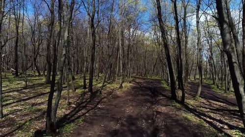 the Road in the Wood Among Trees It Is Removed in Flight Over the Road