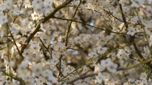 Close up of fresh white blooming flowers on a tree branches in early spring.