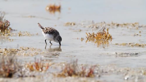 Small Bird in Shallow Water River or Lake An Animal in Its Natural Habitat Nature Wildlife Safari