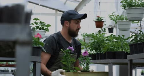 Handsome Man tending flowers in a Greenhouse