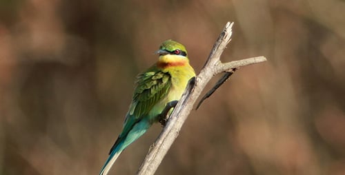 Blue Tailed Bee Eater Close-up