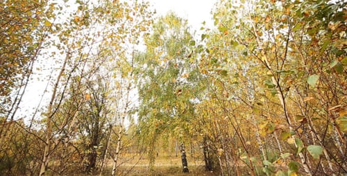 Trees In The Forest 3