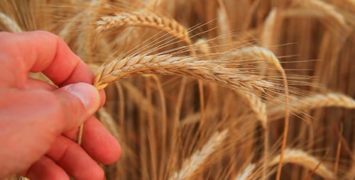 On the Field of Barley
