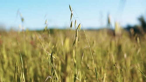 Field with Ears That Move Slowly in the Wind