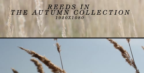 Reeds In The Autumn ( 2 in 1 )