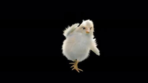 Cute Fluffy Chick Doing Fun Dance Animation
