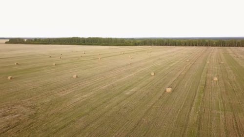 Farm Wheat Rye Field