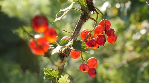 DOF peu profond de produits végétaux sains de Ribes rubrum 4K 2160p 30 images par seconde, images par seconde, vidéo UltraHD - Les cendres à feuilles caduques
