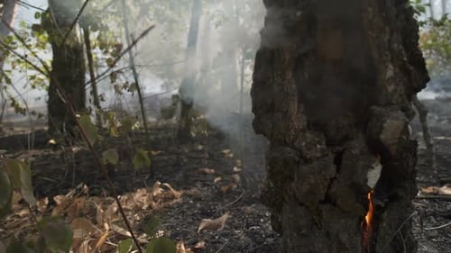 Forest After the Fire. Smoke Rises From the Earth After a Fire