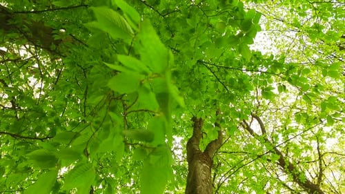 Feuilles vertes au début du printemps