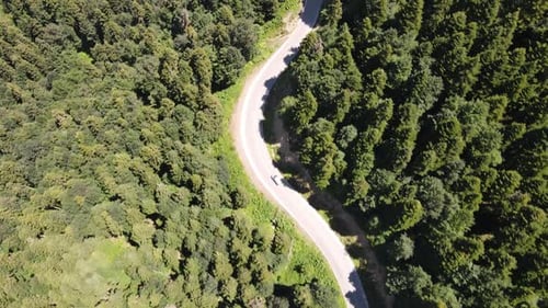 Traveling Forest