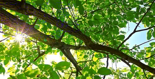 Sunlight Filtering Through Lush Green Tree Canopy