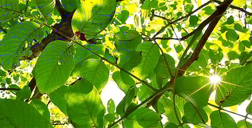 Sunlight Filtering Through Green Tree Leaves