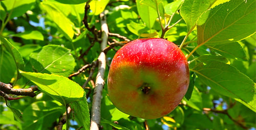 Vibrant Red Apple Hanging on a Tree Branch