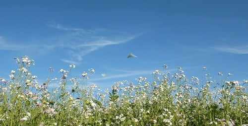 Wildflowers and Butterflies in a Sunny Meadow