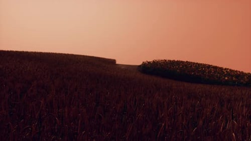 Gold Wheat Field at Sunset Landscape