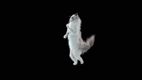 Katze tanzt HD