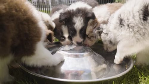 Un grupo de cachorros bebe agua de un cuenco sobre la hierba en un primer plano de un recinto