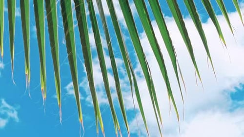 Green Leaves of a Palm Tree and the Sun