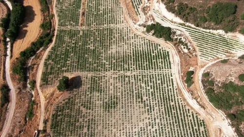 Plan large Vue de dessus Raisins cultivés poussant sur le terrain le jour d'été