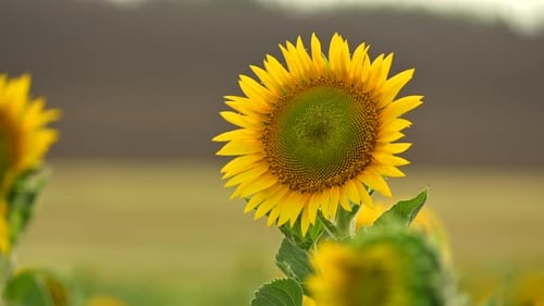 Beautiful Sunflower with Bright Yellow Petals Grows in Blooming Sunflowers Field