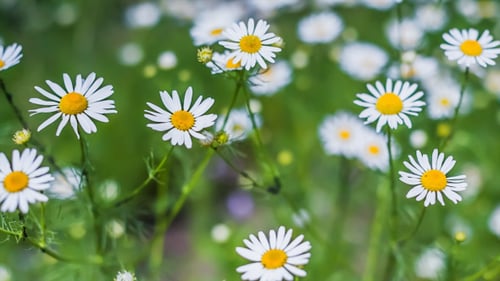 Camomile