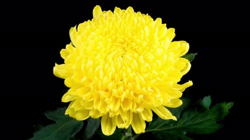 Abertura de flor de crisântemo amarelo bonito