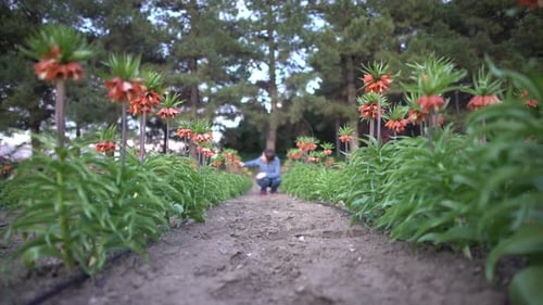 Flower Garden