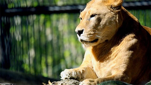 Lioness