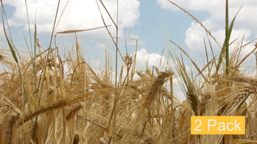 Field Crops (2-pack)