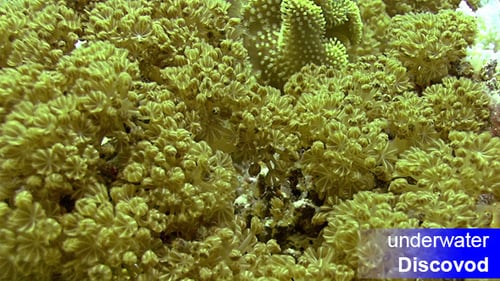 Vibrant Yellow Coral Reef Thriving Underwater