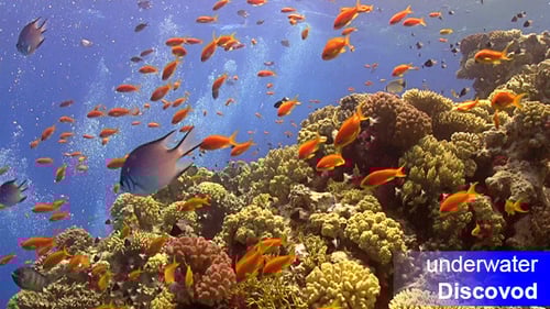 Colorful Fish on Vibrant Coral Reef