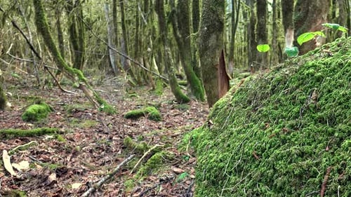 Moosige Felsen auf einem trockenen Waldboden