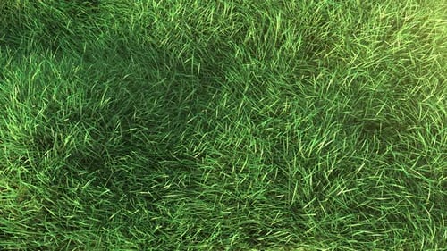 Gras weht im Wind